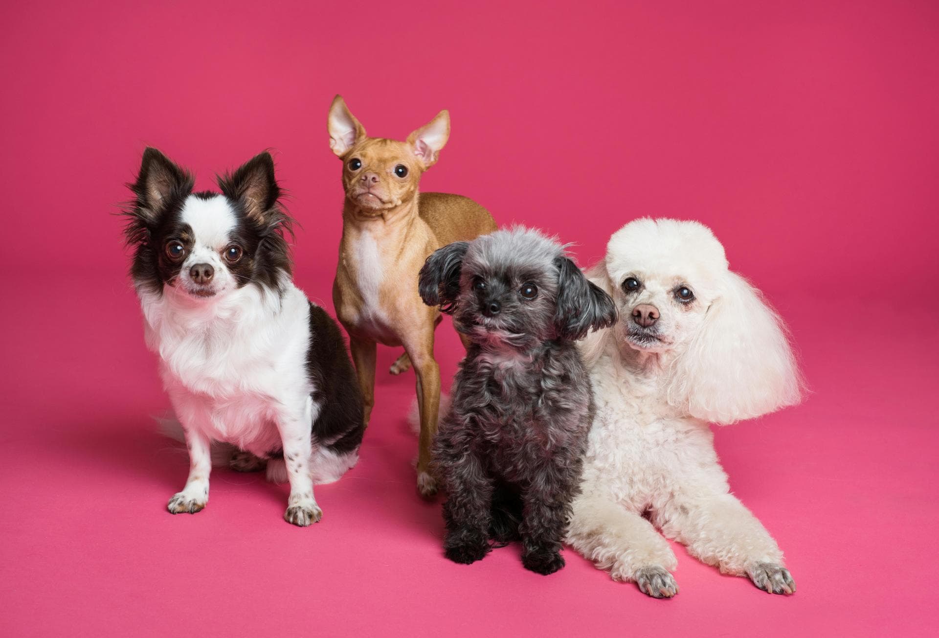 Kennel Cough Vaccine Prices in Ipswich