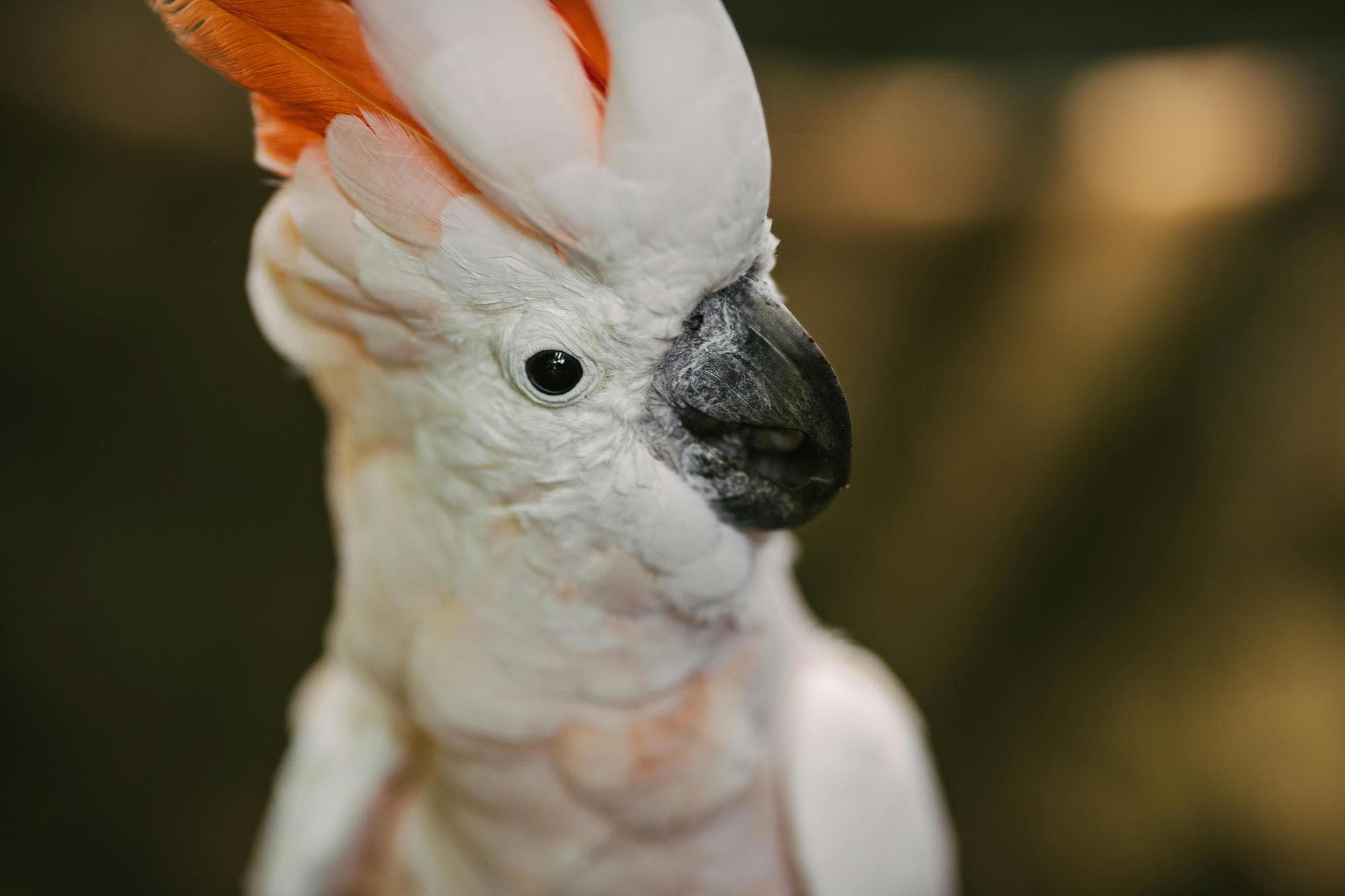 Rabbit Vaccinations Vhd Myxo Prices in Ipswich