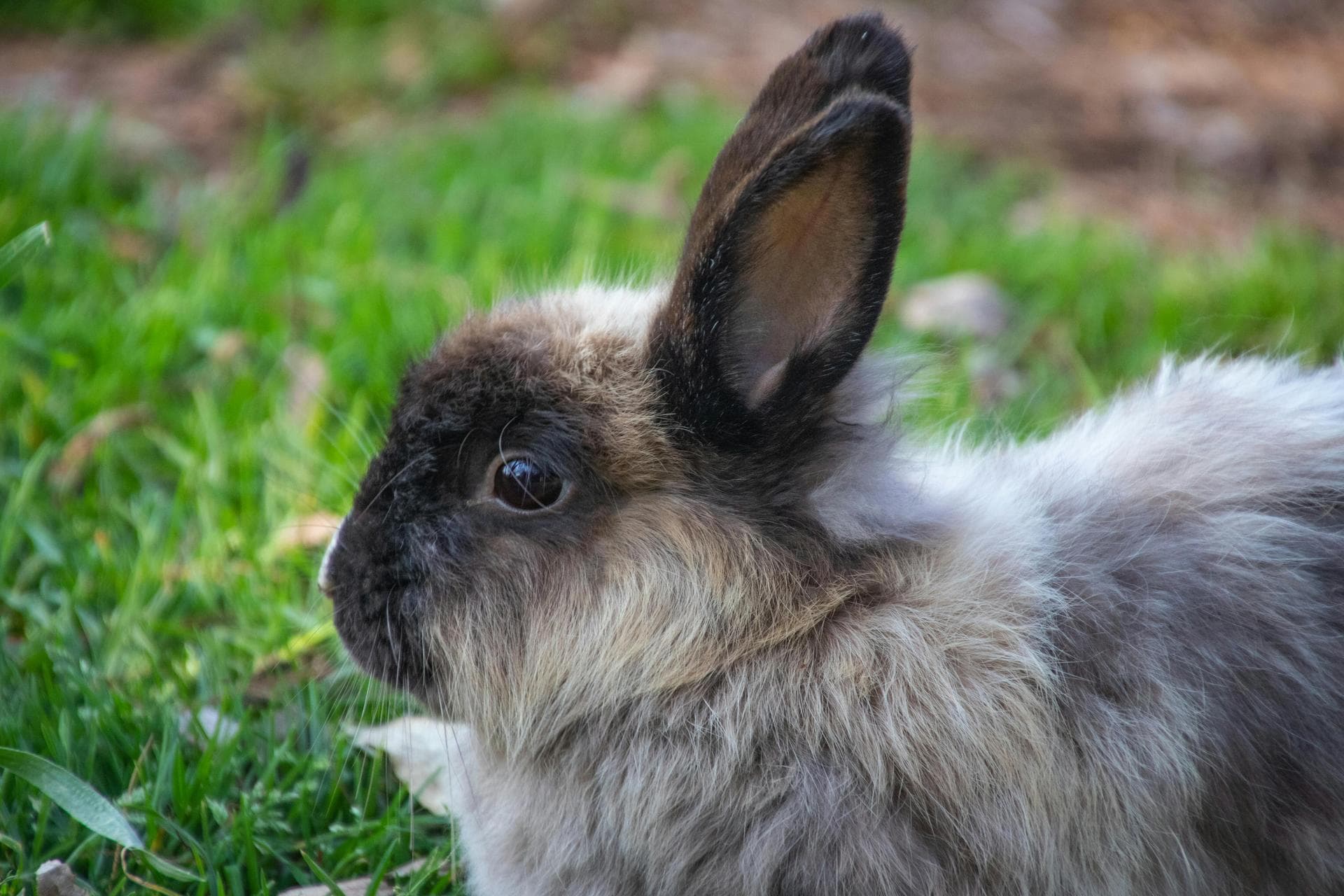 Rabbit Vaccinations Vhd Myxo Prices in Ipswich