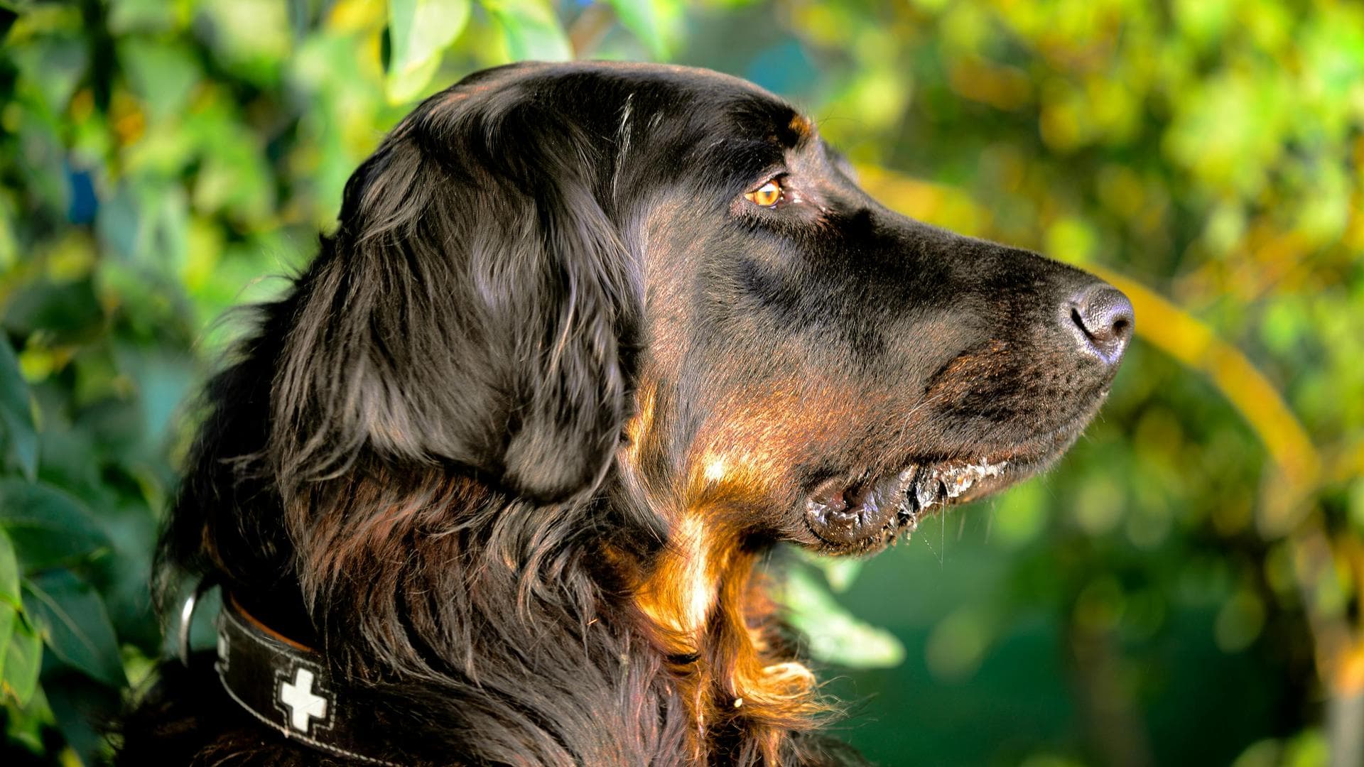 Dog Cremation Prices in Ipswich