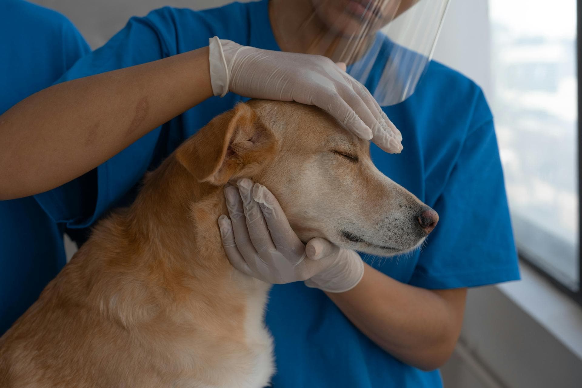 Dog Microchipping Prices in Ipswich