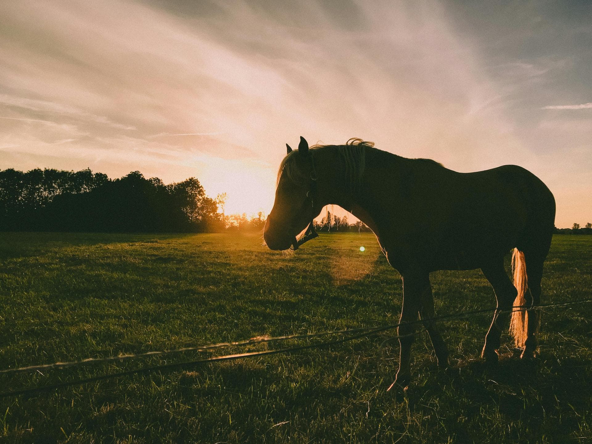 Farm & Large-Animal Vets near Ipswich