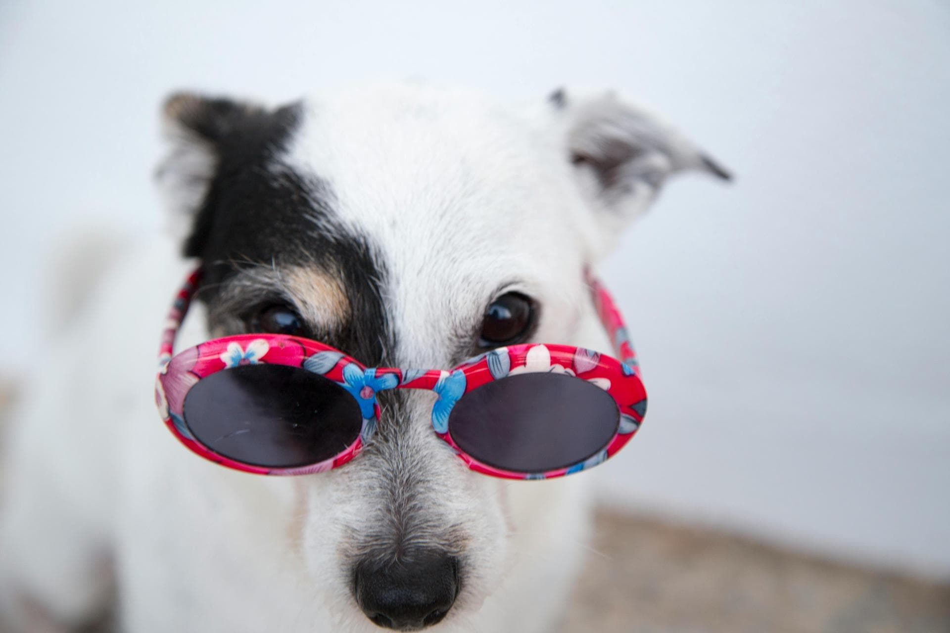 Dog Dental Prices in Ipswich