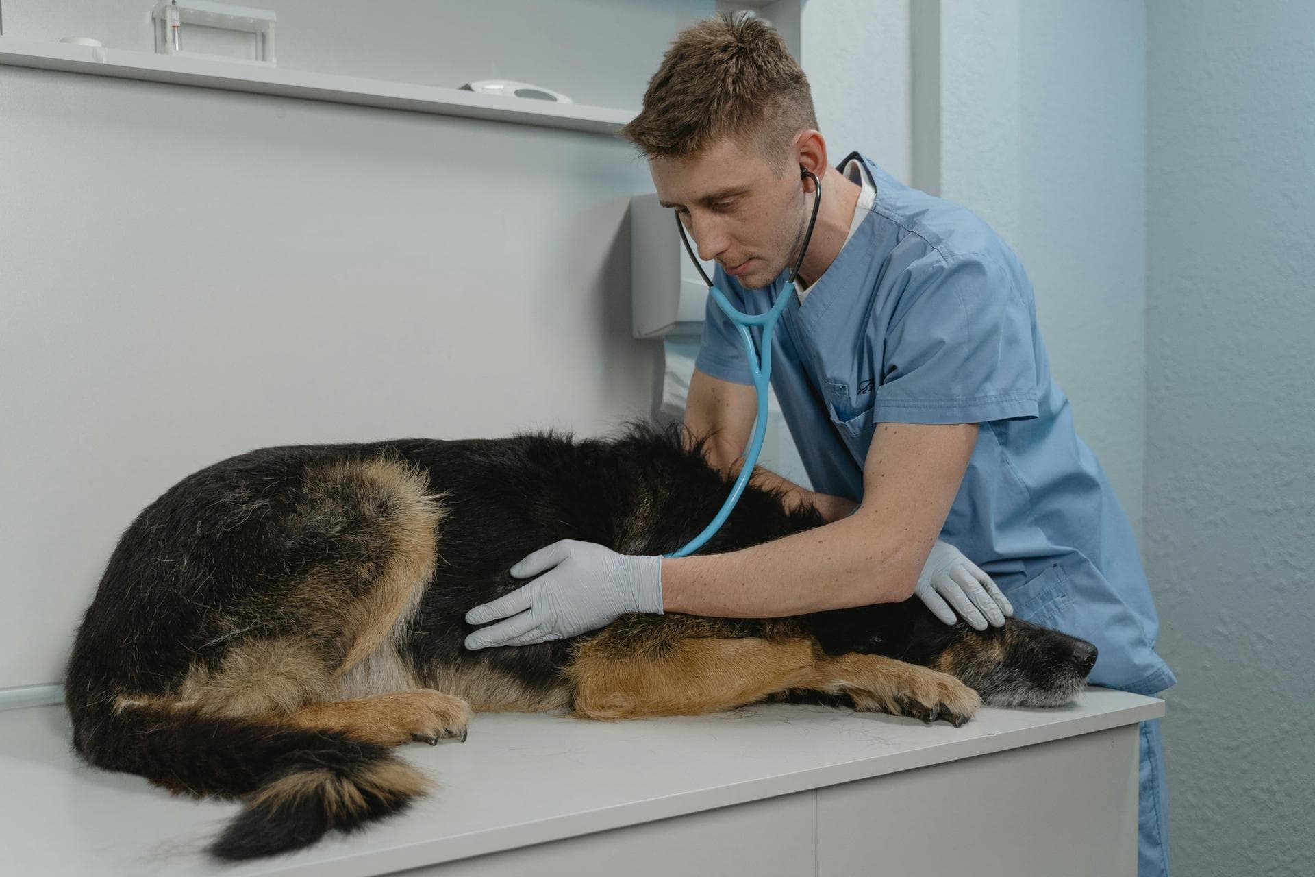 Cat Dental Prices in Ipswich